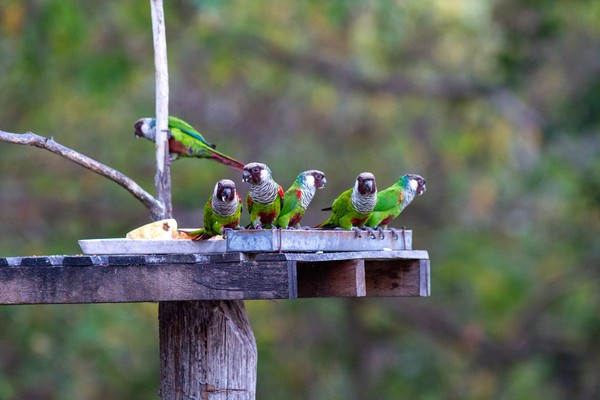 Filhotes de periquito cara-suja são introduzidos na natureza, no Ceará. — Foto: Jonas Cruz/Aquasis/Reprodução