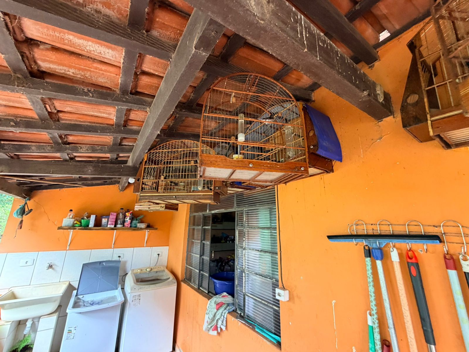 Jabutis, tigres d'água e sabiás: polícia flagra 45 animais em cativeiro irregular e aplica R$ 20 mil em multas na região de Piracicaba