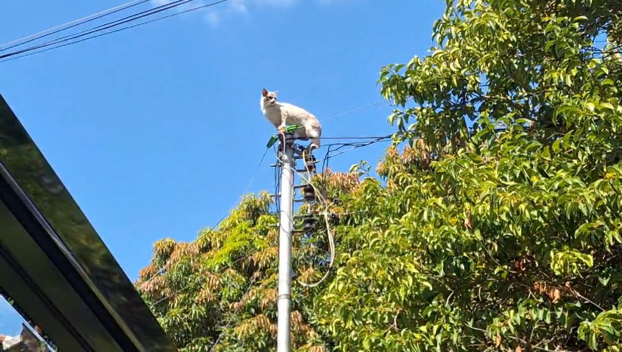 VÍDEO: Gato 'aventureiro' pula de árvore para poste, se enrosca em concertina e dá trabalho para ser resgatado em Divinópolis 