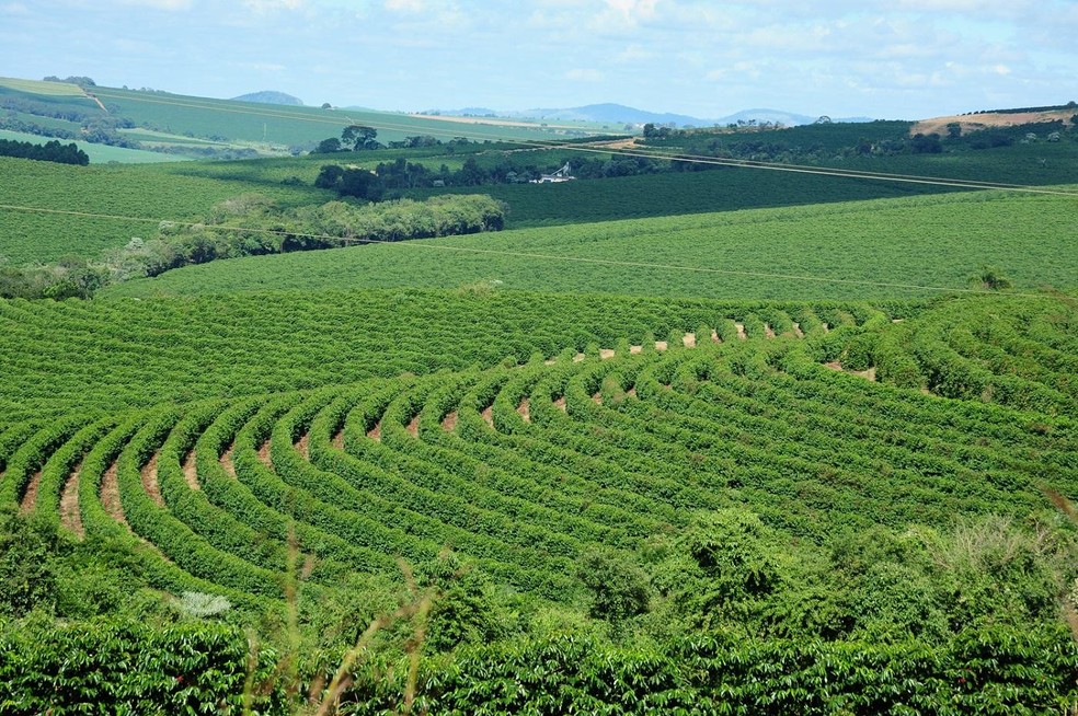 Projeção nacional indica safra recorde em 2026 — Foto: Divulgação / Emater-MG