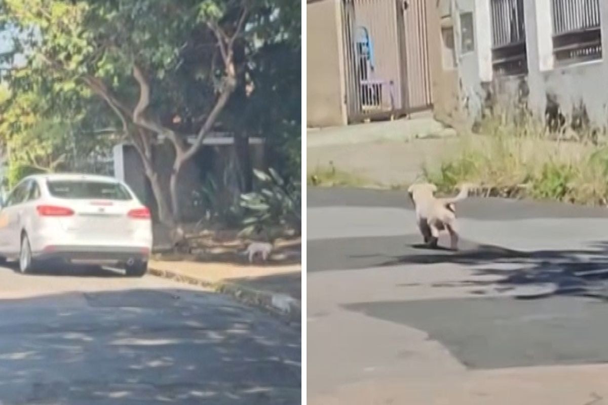 Advogada é presa após ser flagrada abandonando cão em rua do interior de SP; VÍDEO