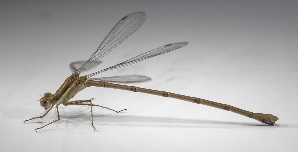 Fêmea da espécie Lestes quadristriatus, — Foto: Felipe Henrique Datto Liberato