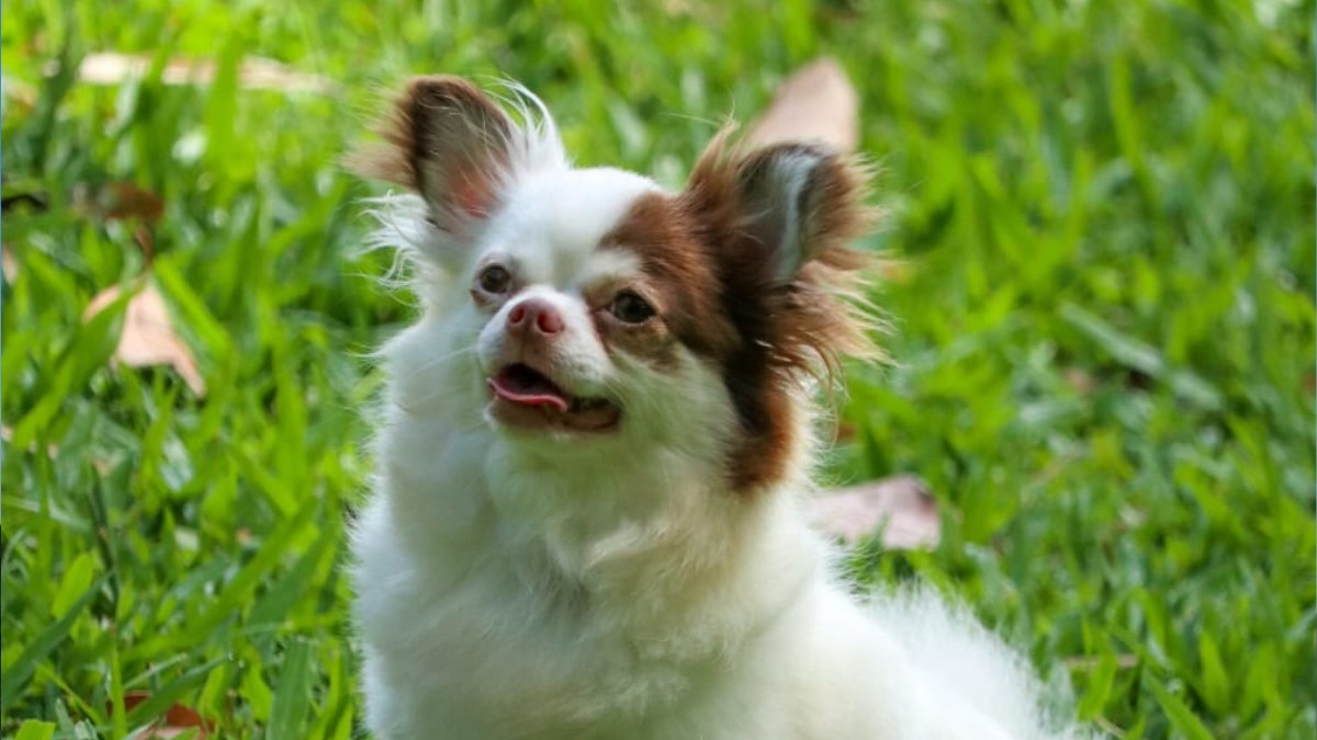 Cães da raça chihuahua são parte coiotes, e talvez por isso sejam 'pequenos, mas bravos'