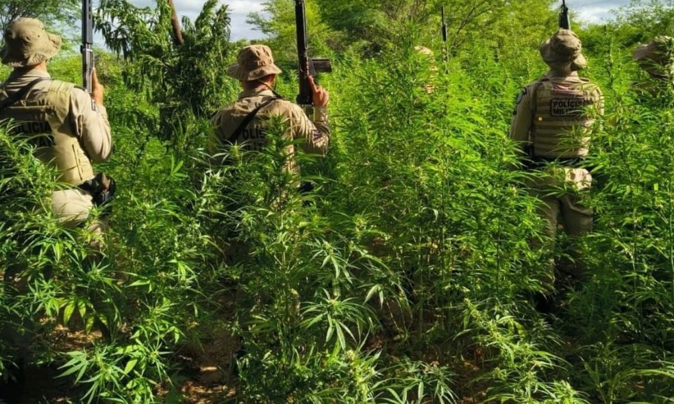 Operação destrói mais de 26 mil pés de maconha na Bahia — Foto: PM-BA
