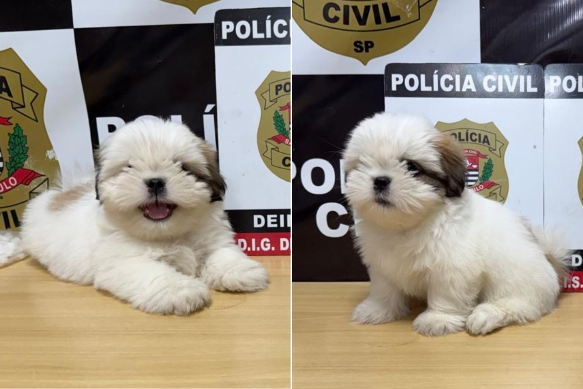Filhote de cachorro desaparece por 10 dias, tutora suspeita de furto e Polícia Civil esclarece caso no interior de SP