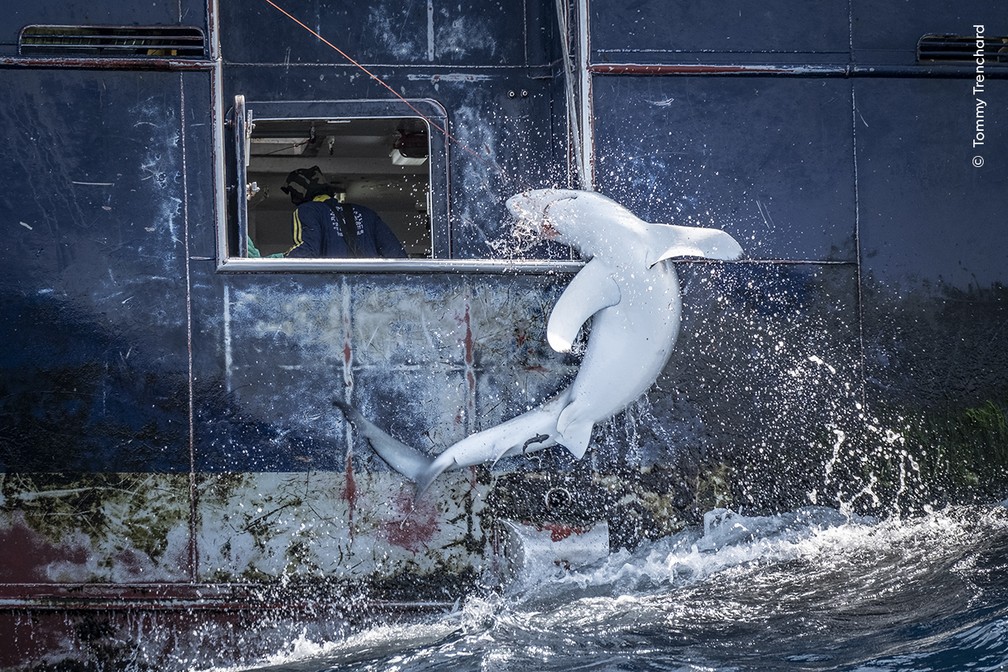 Tubarão é capturado como bycatch, de forma acidental. Fotógrafo registrou a cena a bordo do Arctic Sunrise, uma expedição para documentar a captura acidental de tubarões. — Foto: Wildlife Photographer of the Year