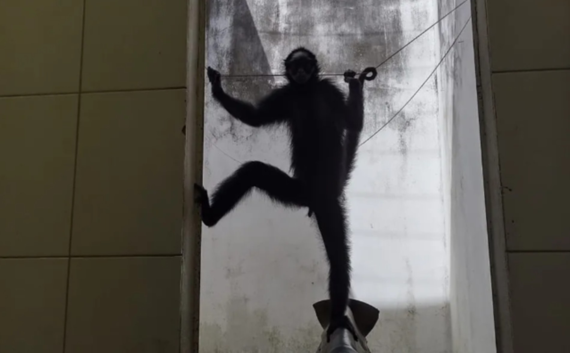 É #FAKE que macaca-aranha resgatada em Mato Grosso passou 20 anos bebendo e fumando narguilé