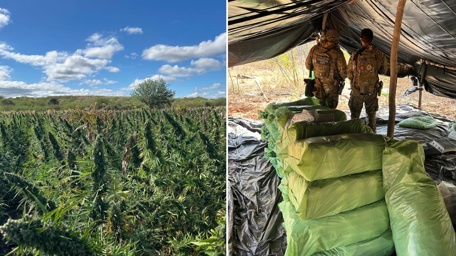 Plantação com milhares de pés de maconha é alvo da PF no Piauí; 8 pessoas presas