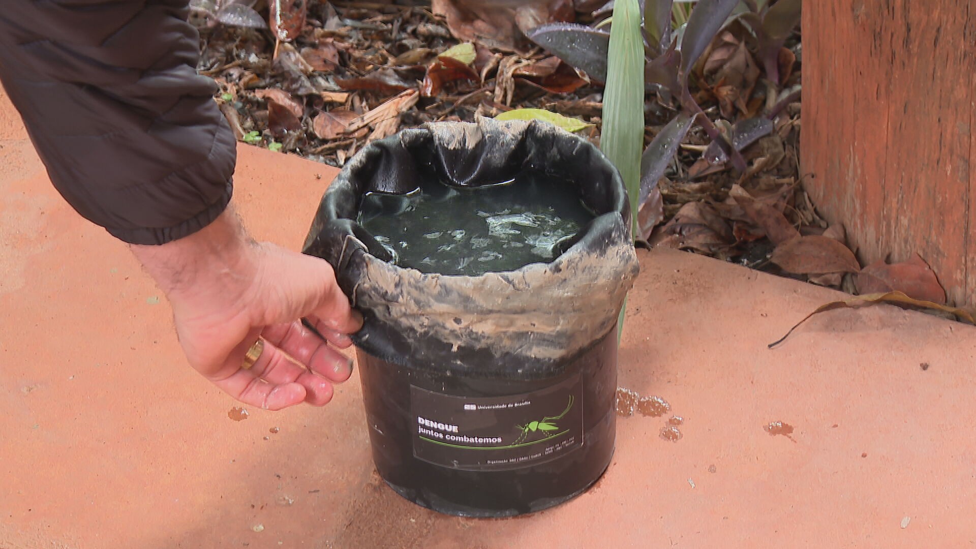 Projeto da UnB usa 'armadilhas' que transformam o Aedes aegypti em vetor do próprio veneno