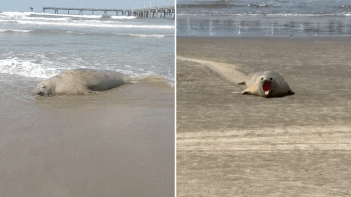 Elefante-marinho-do-sul é flagrado 'descansando' em praia do litoral de SP; VÍDEO