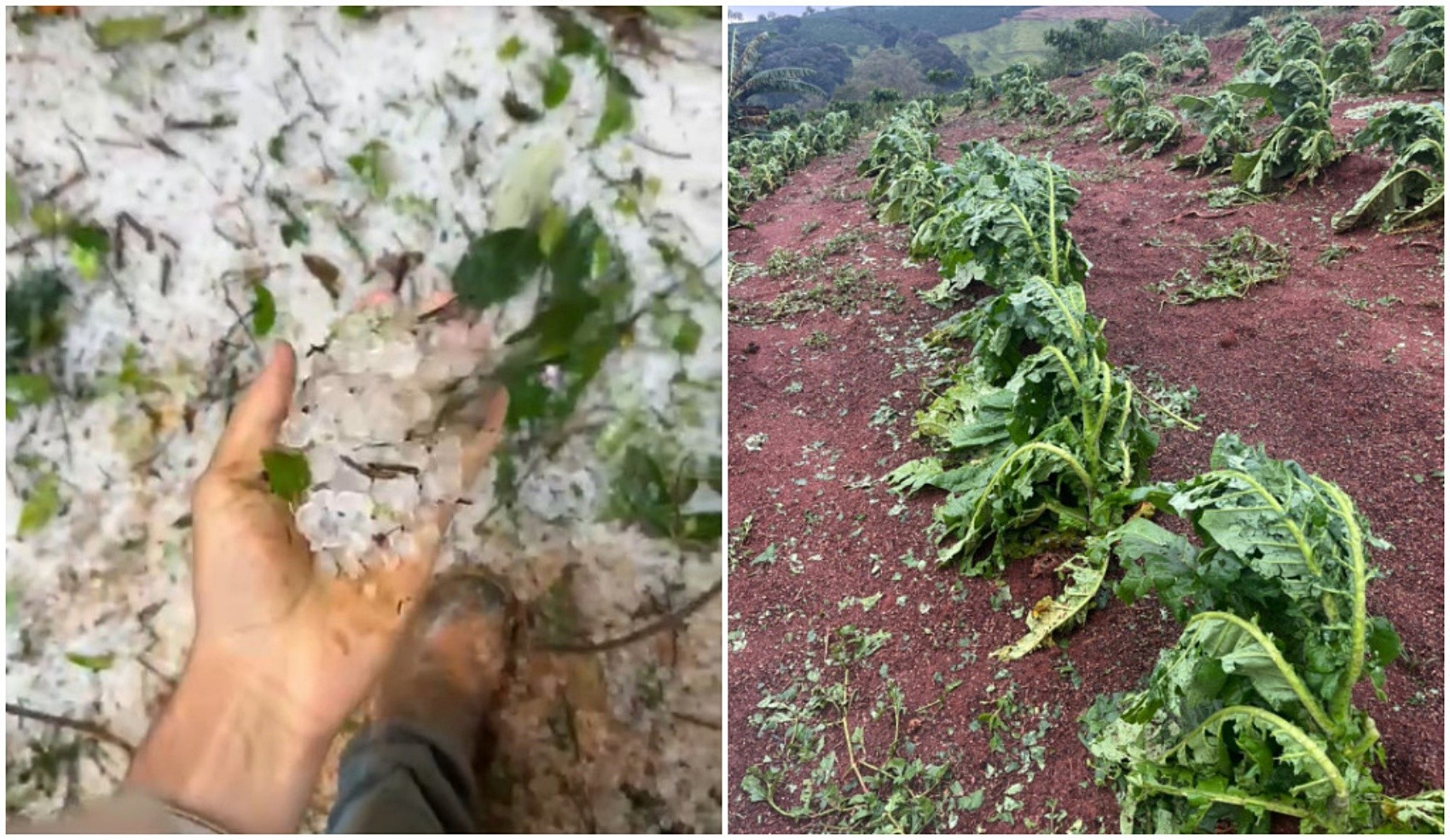 Granizo acumulado em área agrícola de Poço Fundo