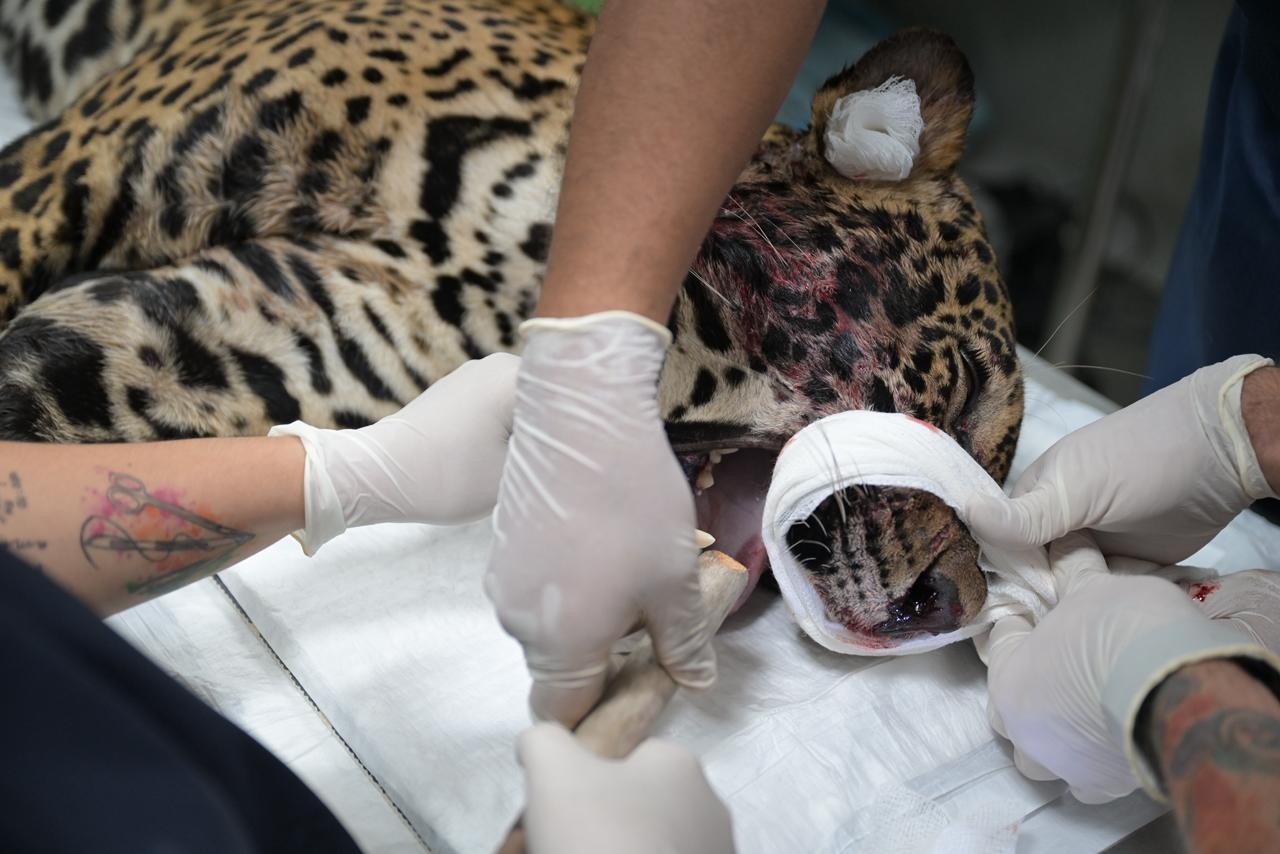 Onça-pintada resgatada baleada após horas nadando em rio no AM é macho com cerca de dois anos, diz governo