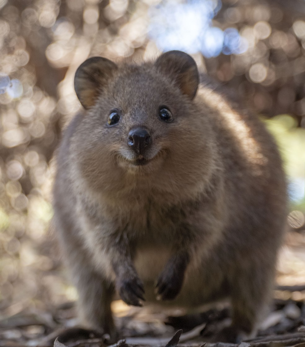 mais belos animais selvagens