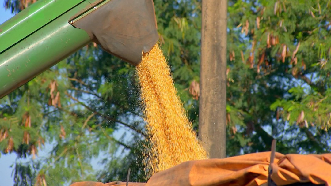 Pequenos agricultores recebem ajuda para produzir mais milho