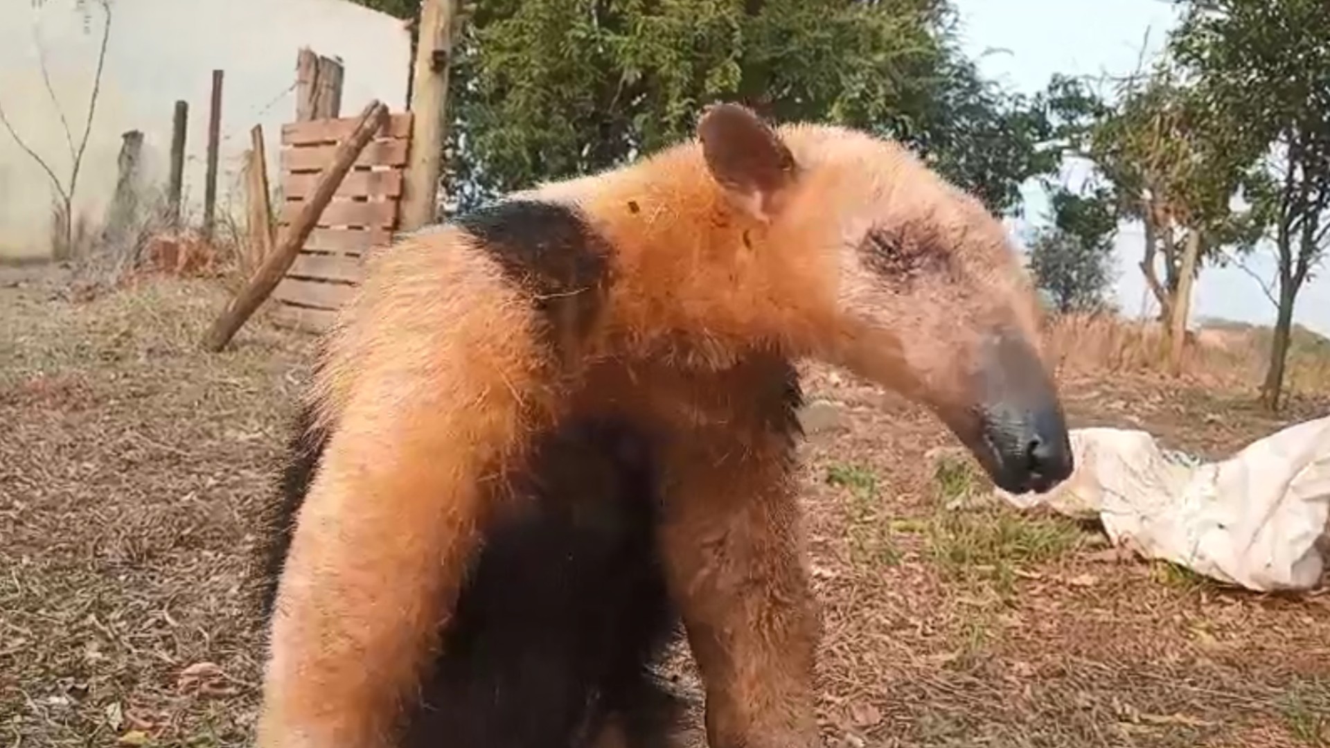 Tamanduá-mirim é resgatado após ser atacado por cachorros em Castilho