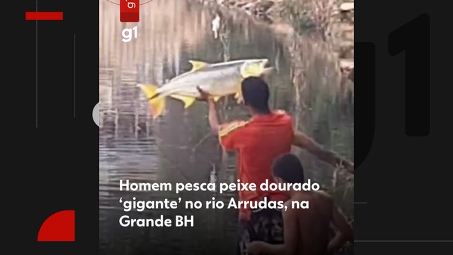 Homem pesca peixe dourado gigante no rio Arrudas, na Grande BH