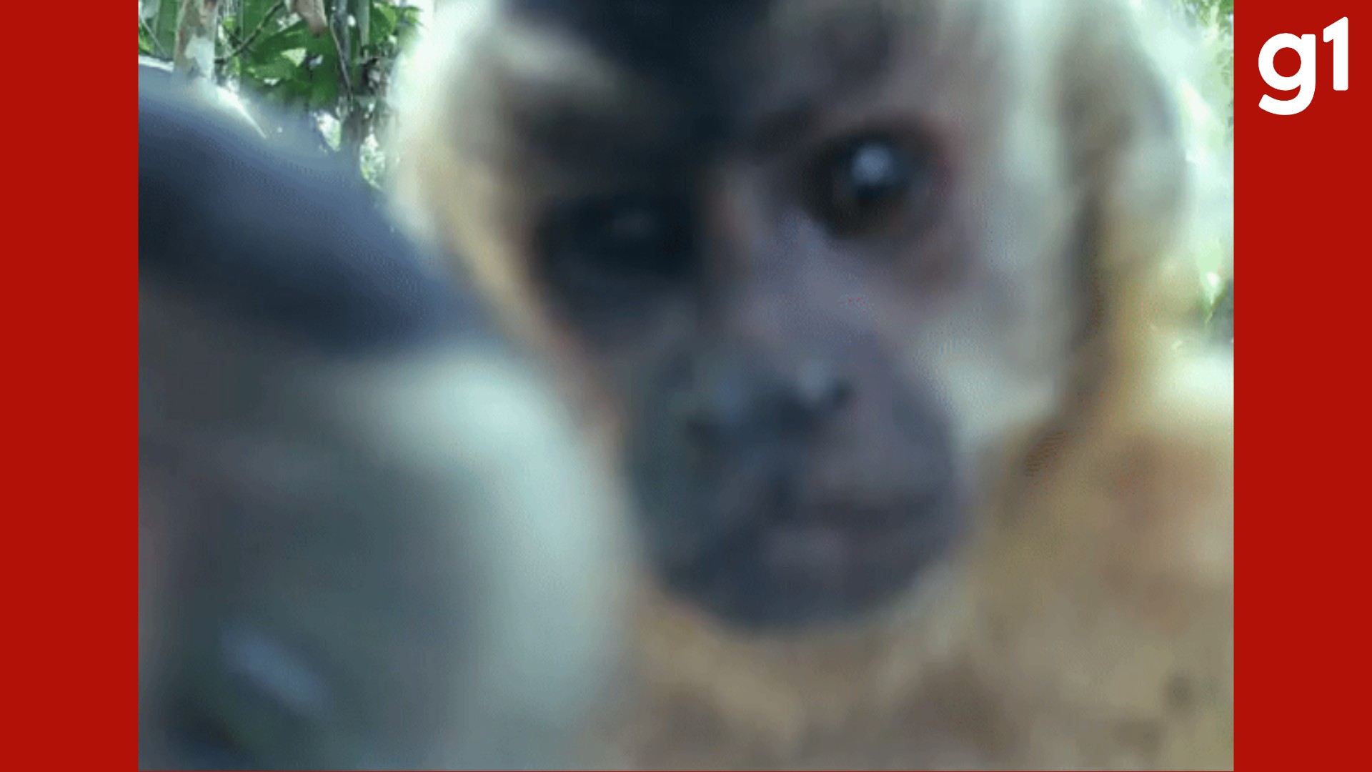 VÍDEO: macacos-pregos 'brincam' com câmera de monitoramento em MT