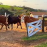 Pecuaristas de Itapetininga (SP) investem no seguro pecuário para proteger seus animais e plantações de eventos naturais.