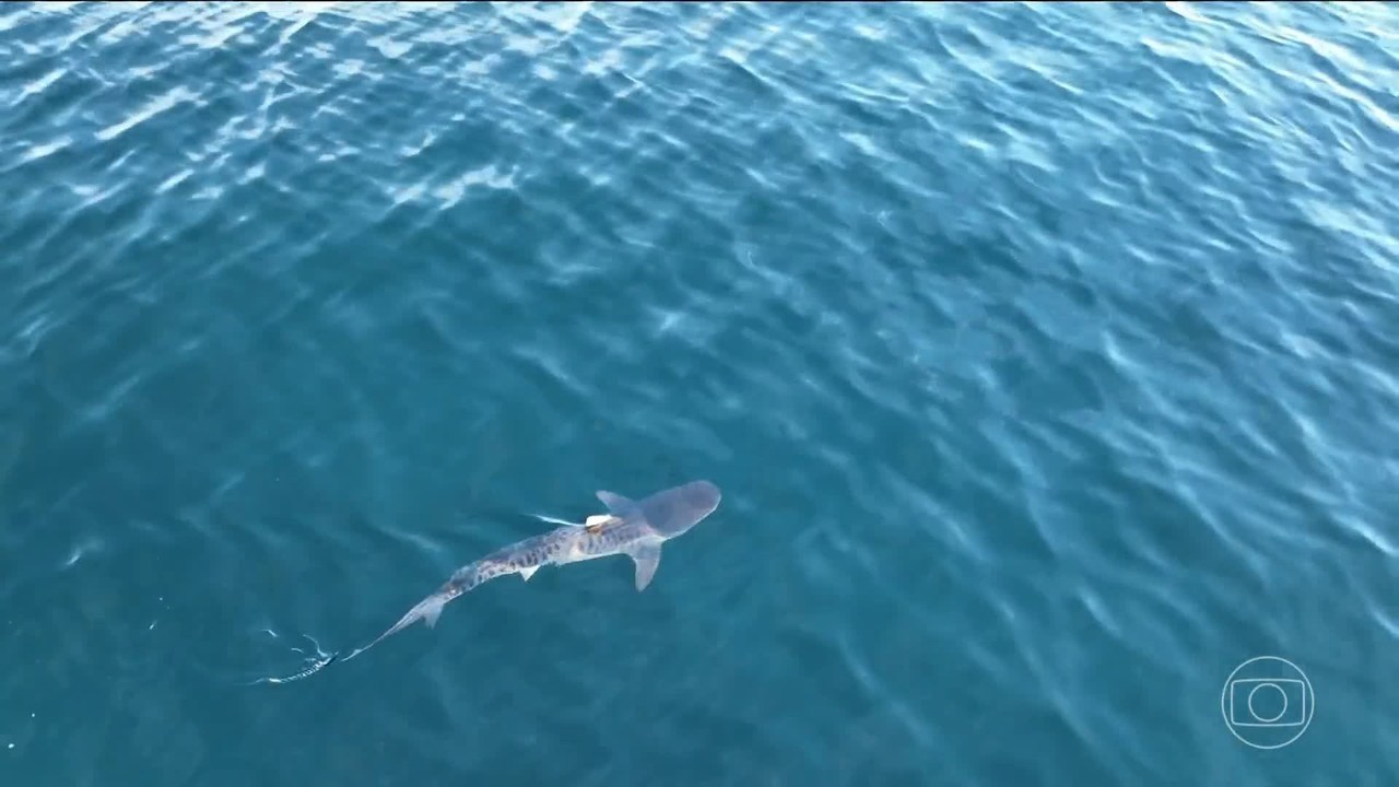 Quase 100 tubarões-tigre são identificados na baía de Ilha Grande, no RJ