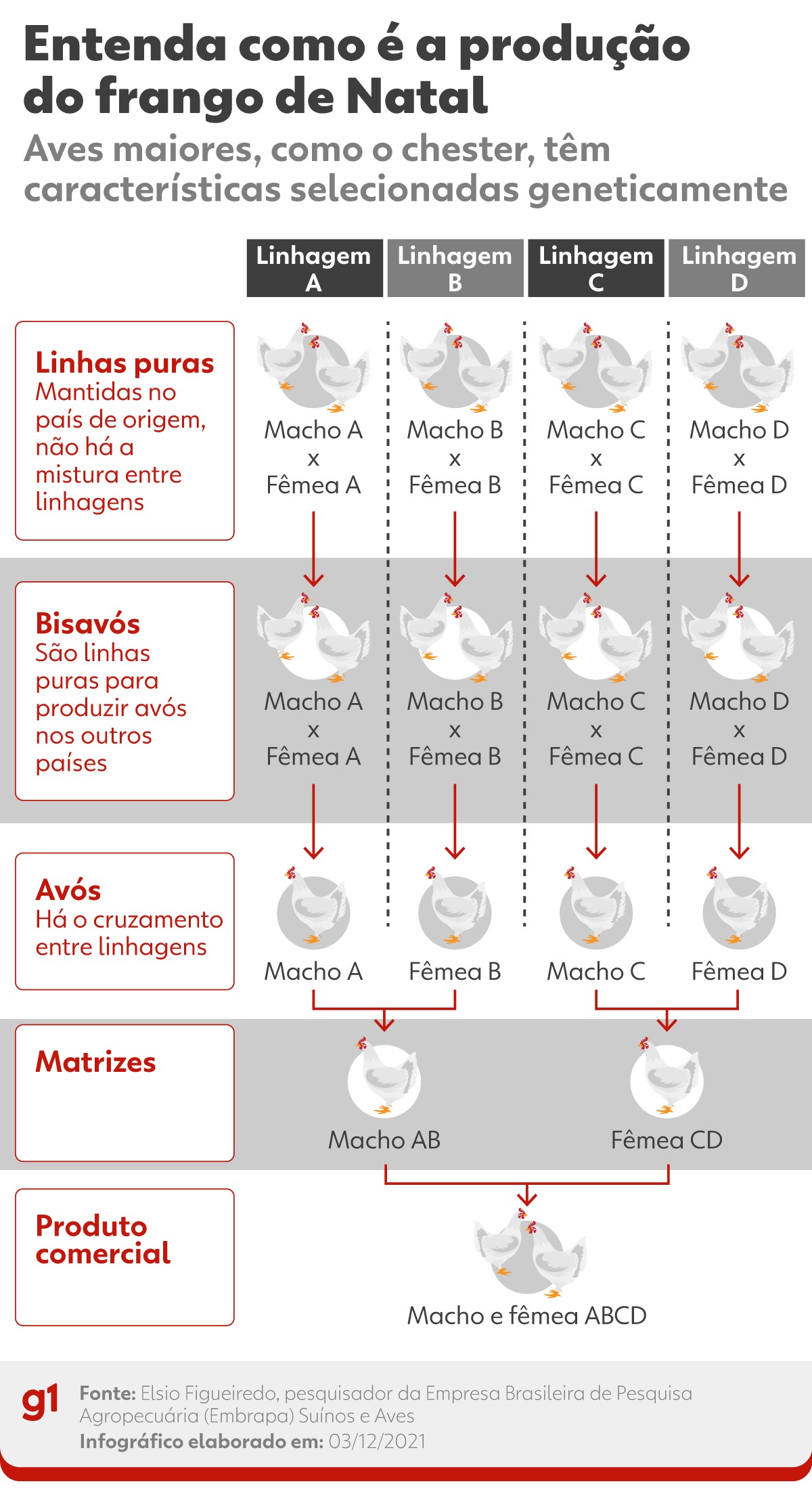 Chester e Fiesta: descubra por que os frangos de Natal são maiores