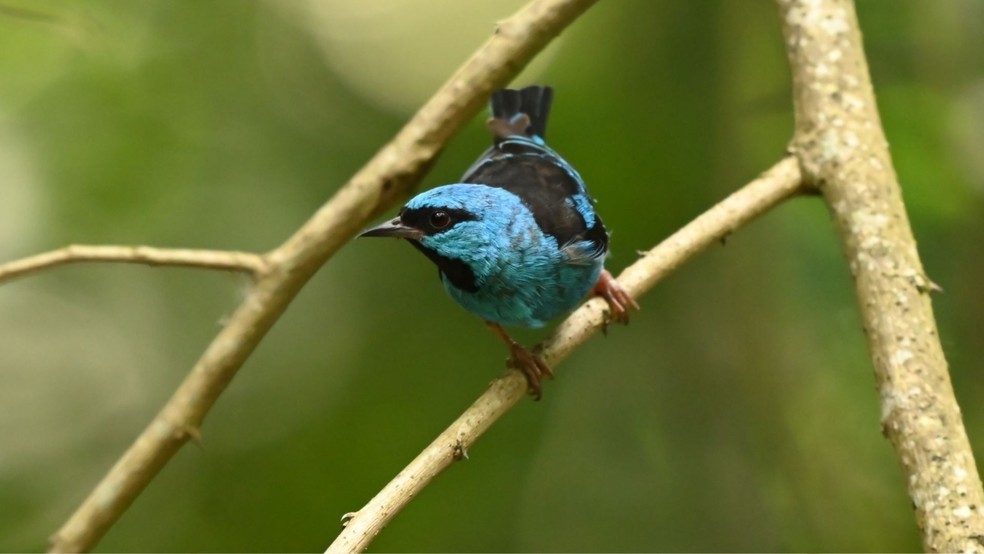 Saí-azul flagrado pelo observador de aves Régis Filotti, na mata do Convento da Penha — Foto: Régis Filotti