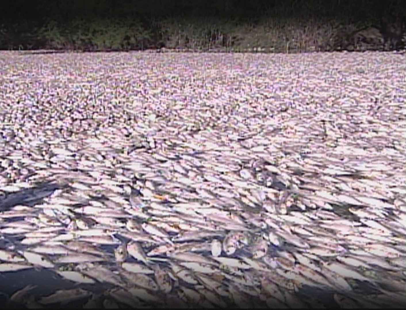 Vinte anos depois da tragédia que matou 86 toneladas de peixes, rio no RS ainda enfrenta desafios contra a poluição