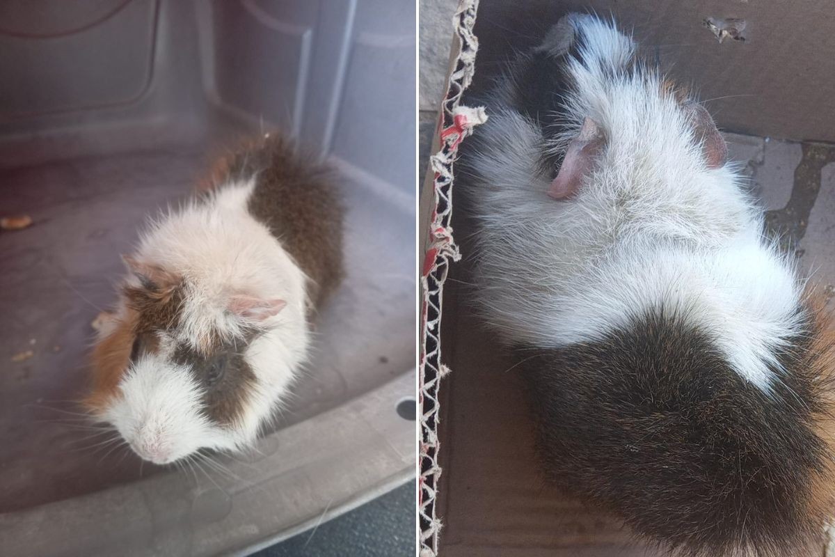 Porquinha-da-índia grávida é salva após ser jogada no lixo em SP