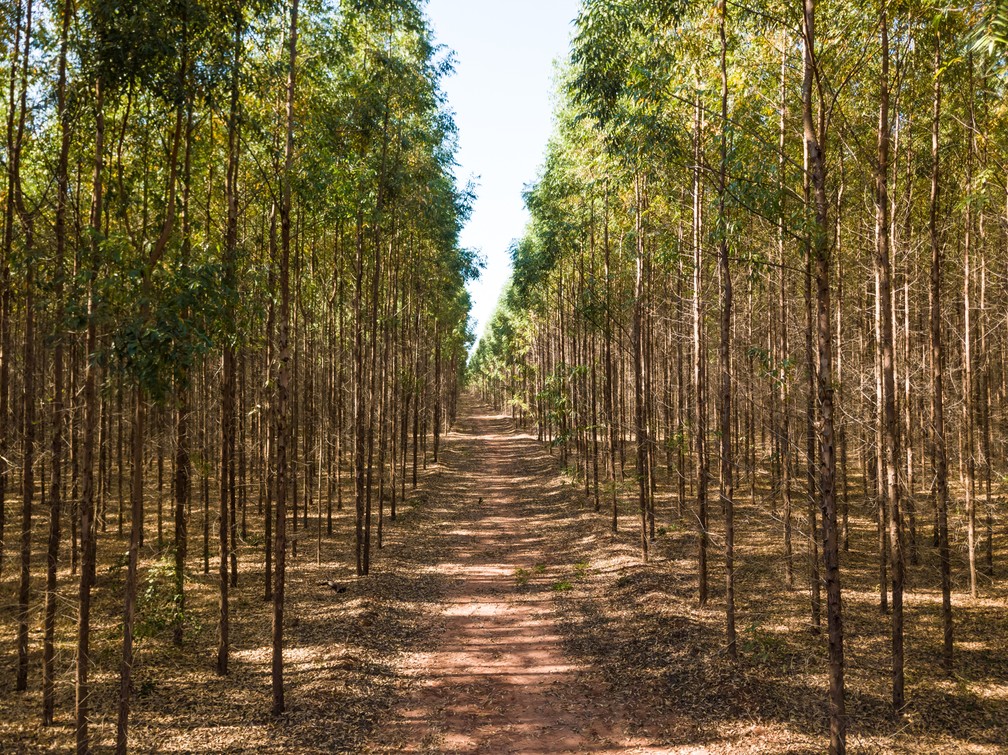 Plantio de eucalipto em Três Lagoas (MS)  — Foto: Eldorado Brasil/ Reprodução