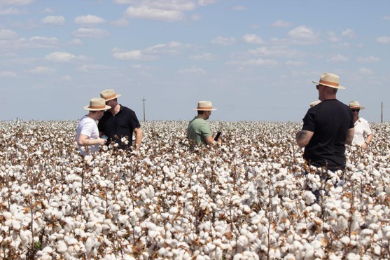 Campo Verde transforma produção de algodão em oportunidades de investimento