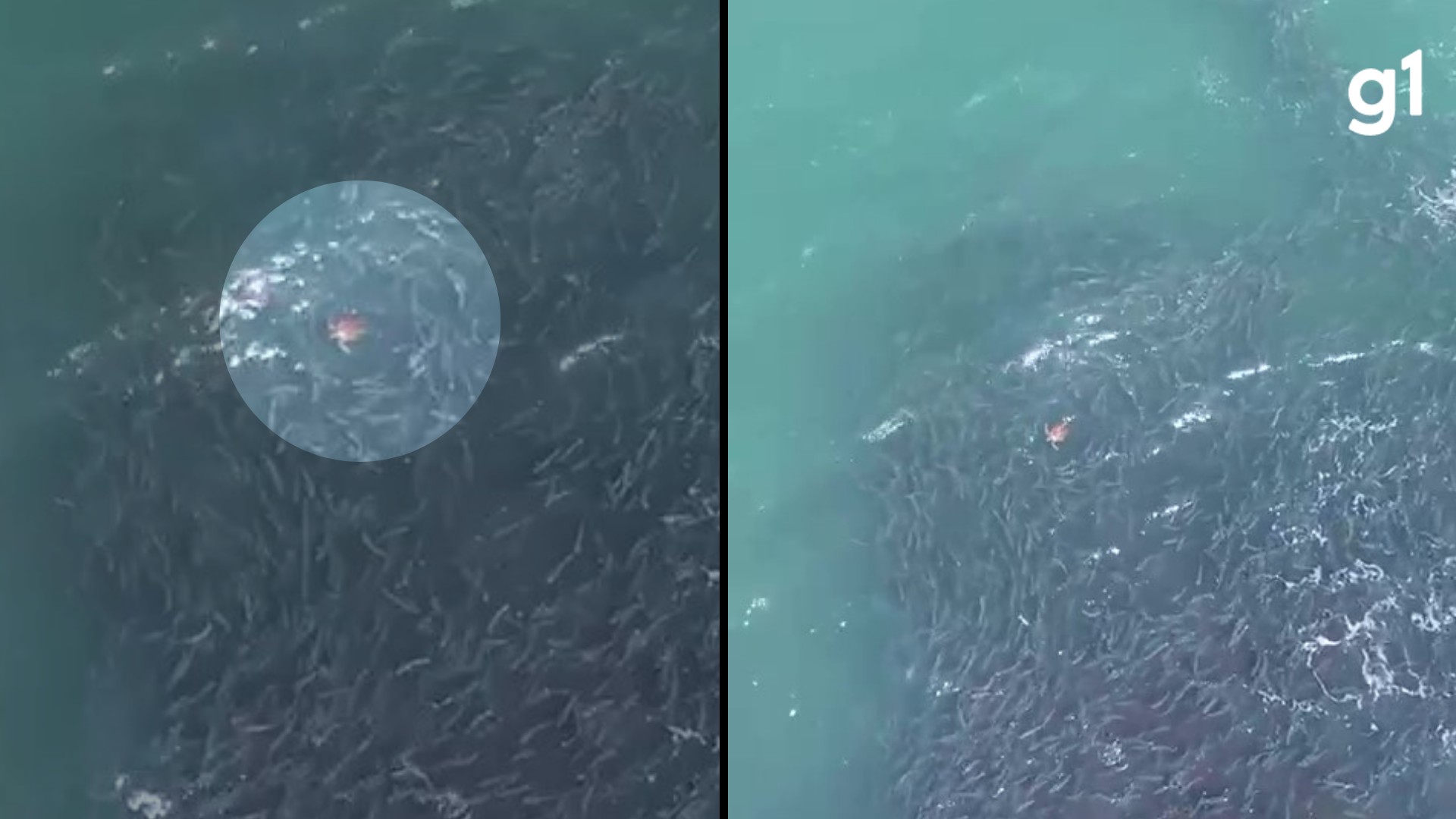 VÍDEO: Tartaruga é flagrada nadando em meio a cardume com milhares de peixes no Litoral Norte do RS