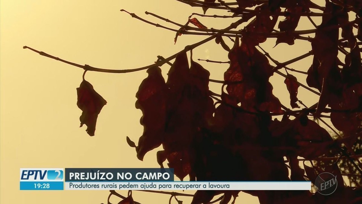 Com Cafezais Afetados Por Geada E Seca Produtores Na Região De Franca Pedem Ajuda às