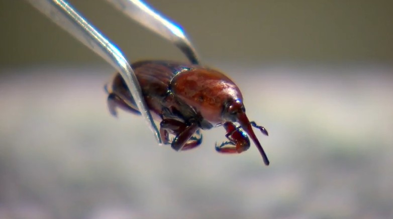 Besouro invasor que destrói palmeiras acende alerta para agricultura no Brasil