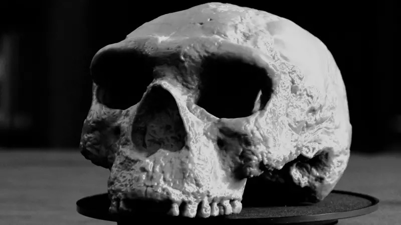 Crânio de milhões de anos reescreve a história da evolução humana, segundo cientistas