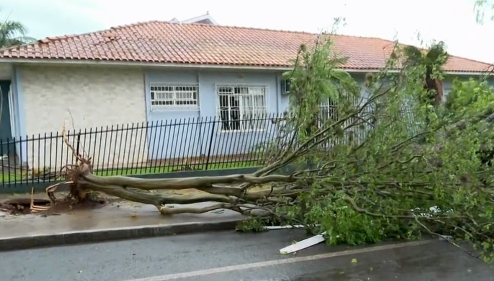 Queda de árvore e portão arrancado em Cascavel — Foto: Reprodução/RPC