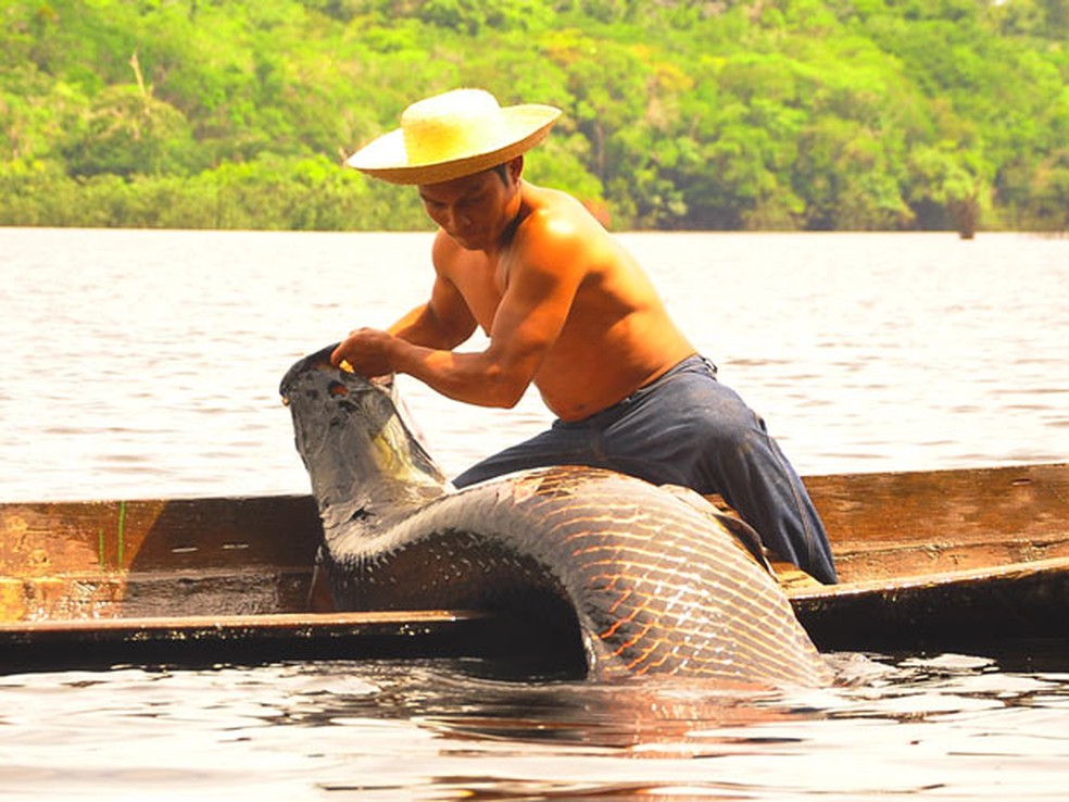 Pescador captura exemplar de pirarucu em lago da Amazônia. Espécie pode pesar até 250 kg e medir três metros — Foto: Divulgação/Jimmy Christian