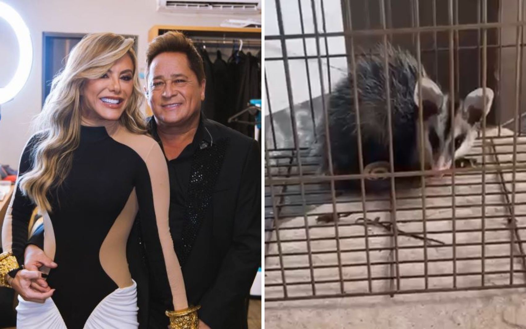 Esposa de Leonardo mostra gambá que entrou na casa da família: ‘Estava comendo as frutinhas’