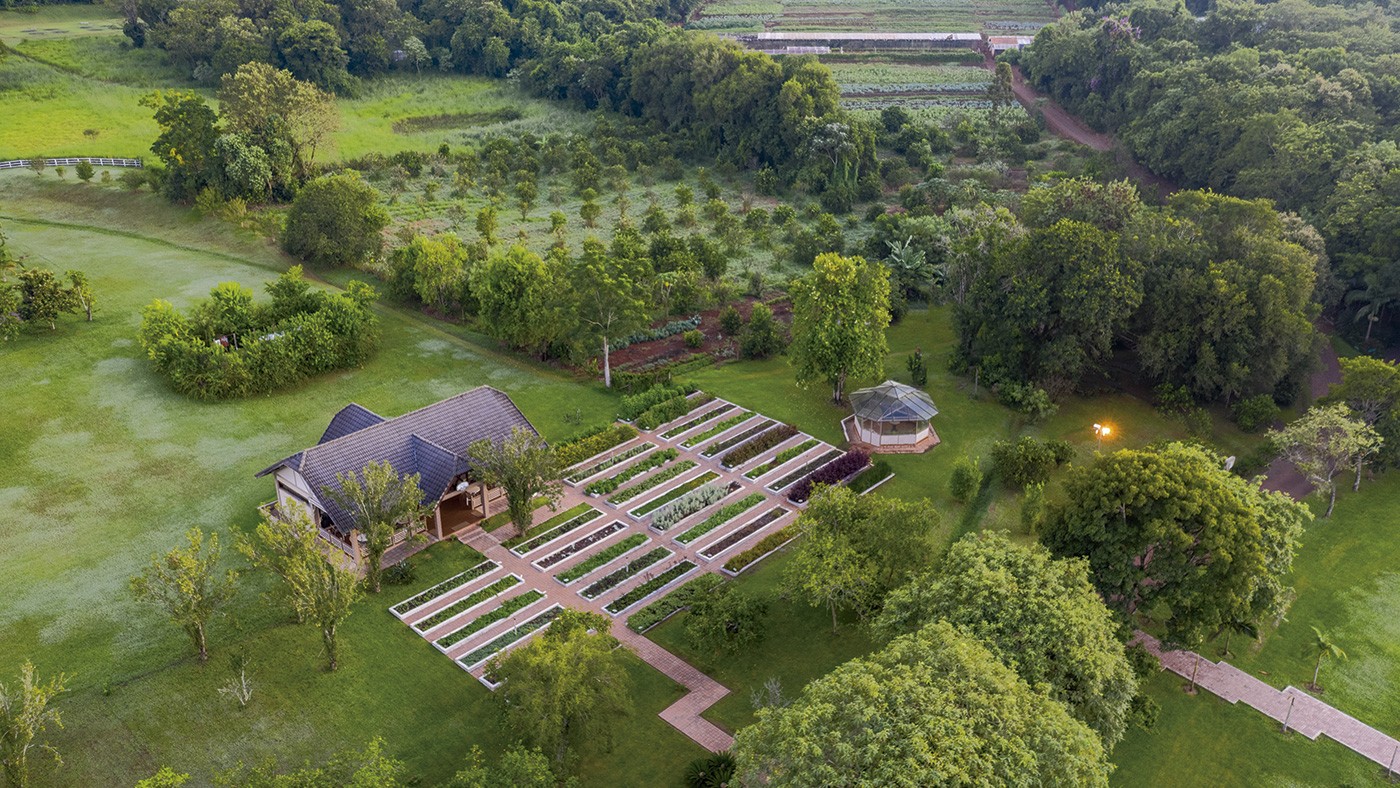 Resort no Paraná mantém cultivo com mais de 70 opções de chás