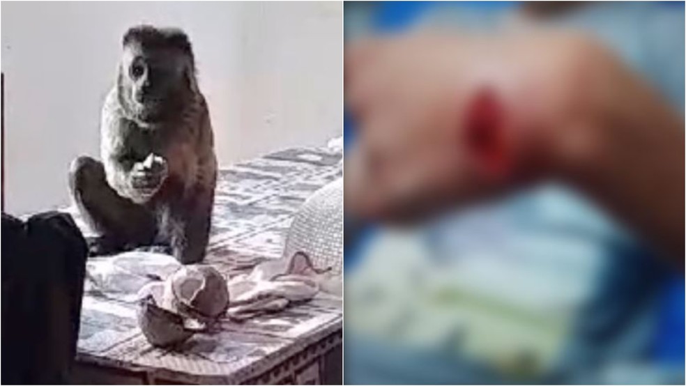 Macaco-prego invade casa e morde mão de adolescente em Itapipoca. — Foto: Reprodução