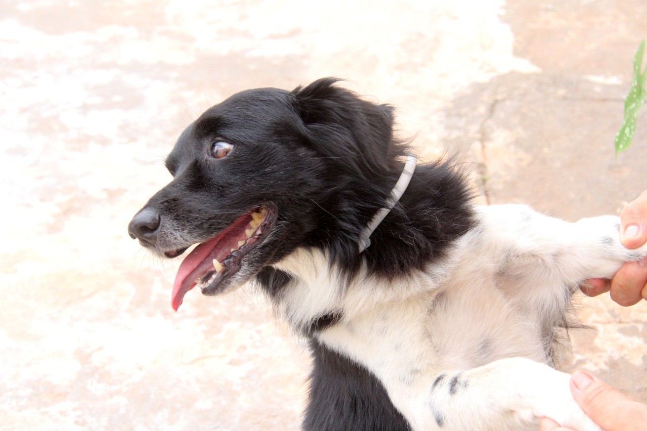 Governo realiza encoleiramento gratuito contra parasitas em cães em 16 municípios