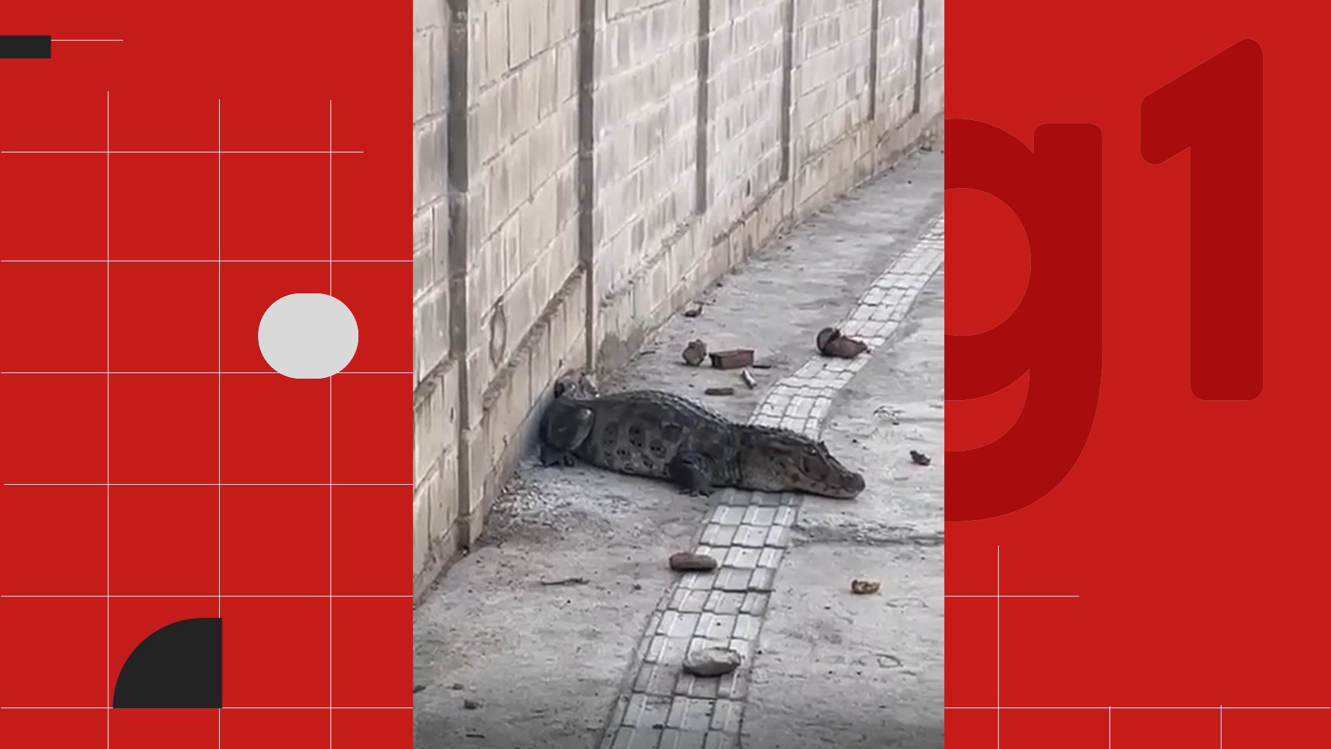 Jacaré é resgatado após circular em ruas de João Pessoa; VÍDEO 