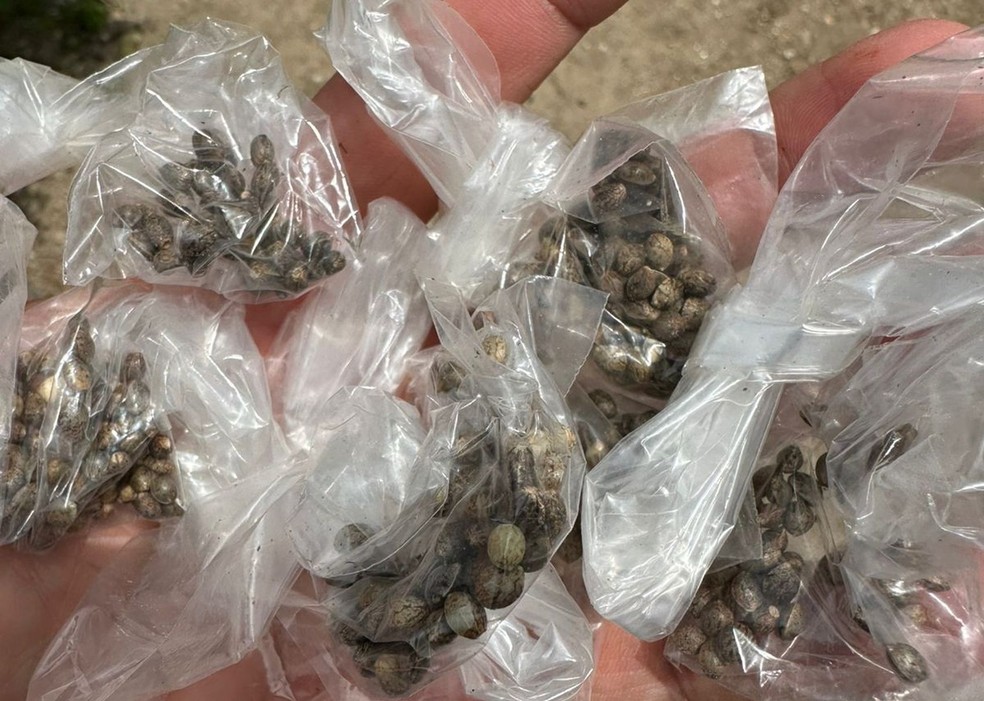 Sementes de maconha apreendidas em Macambira (SE) — Foto: SSP/SE
