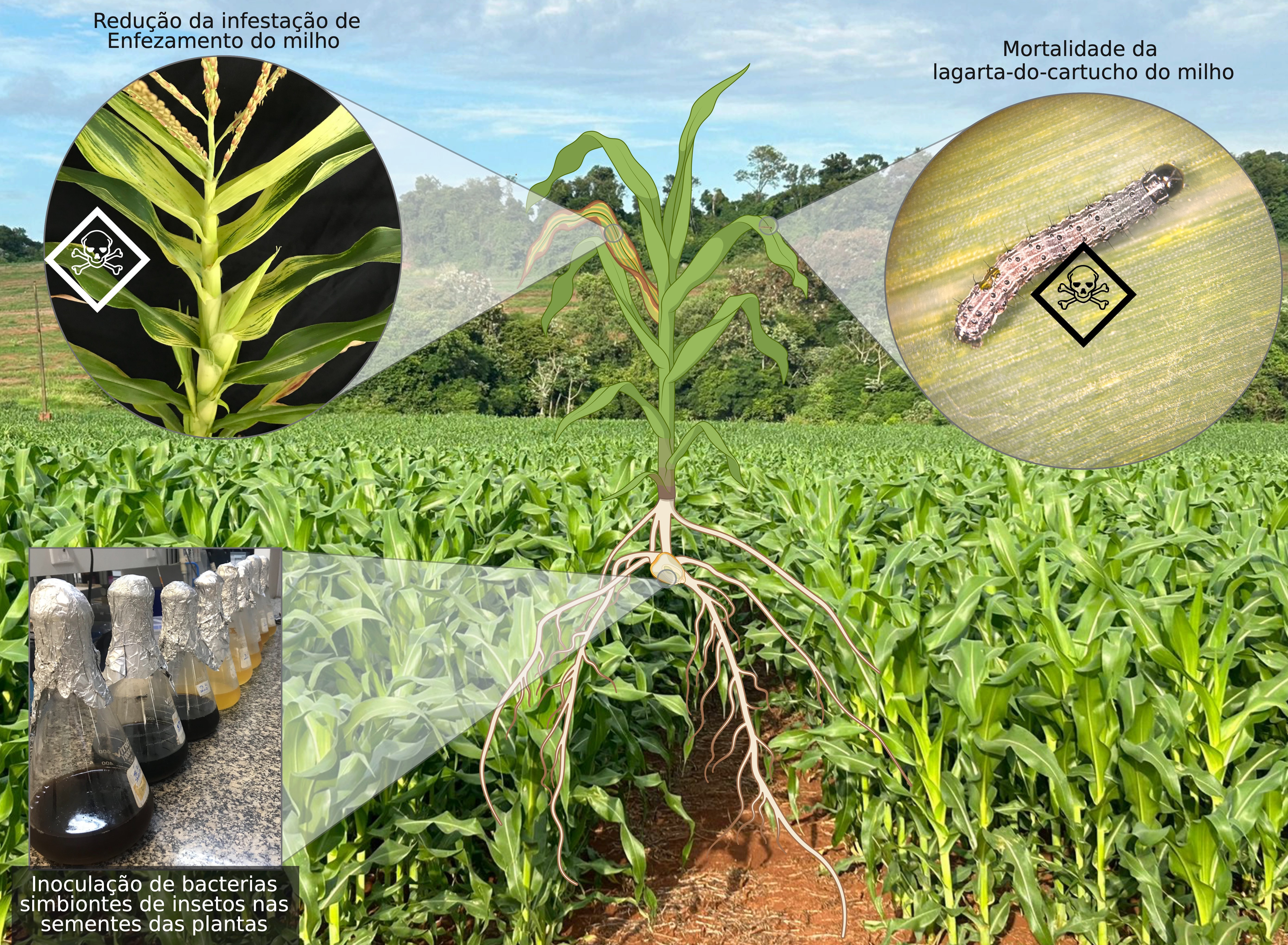 Milho com defesa natural: estudo da USP usa bactérias para combater lagarta e reduzir agrotóxicos 