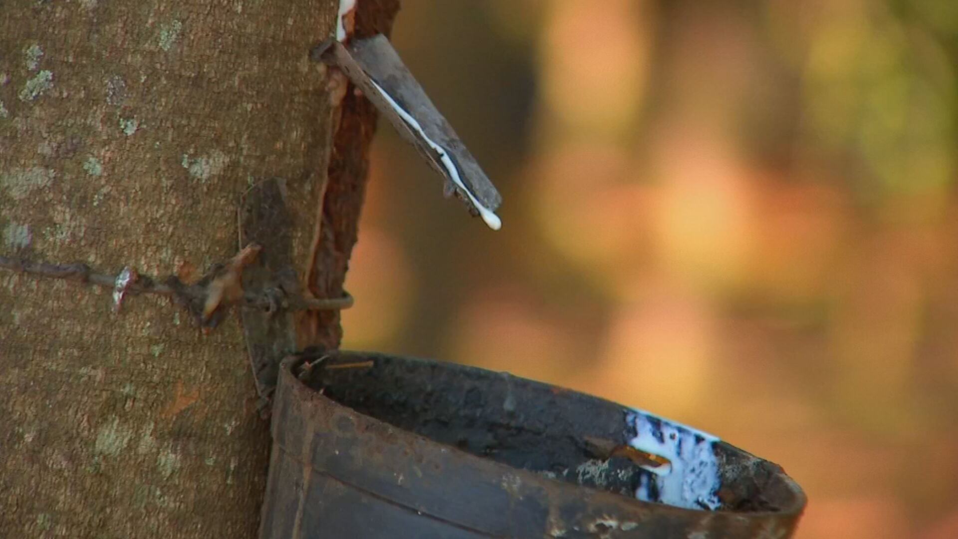 Começa a sangria nos seringais de SP