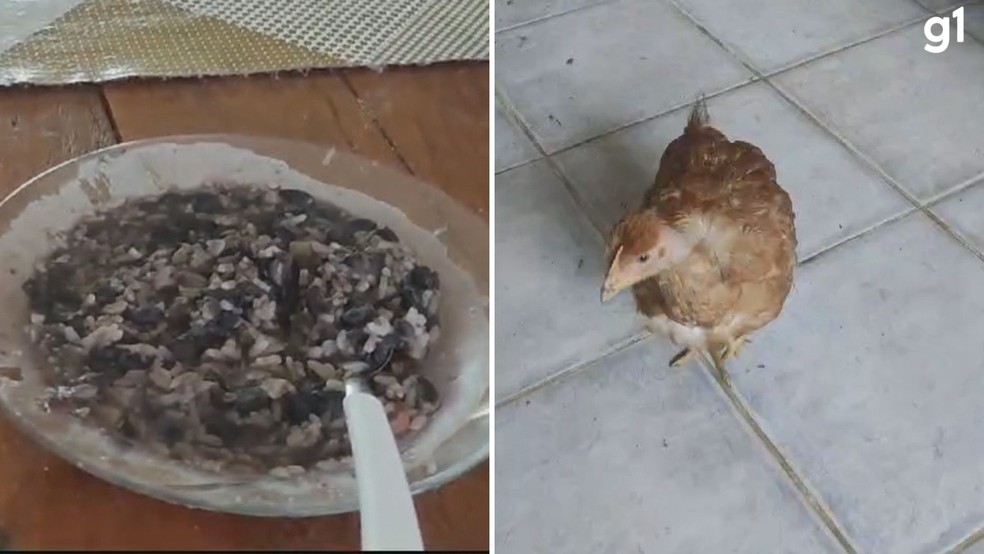Comida servida no local; galinha encontrada em um dos quartos dos moradores — Foto: Polícia Civil
