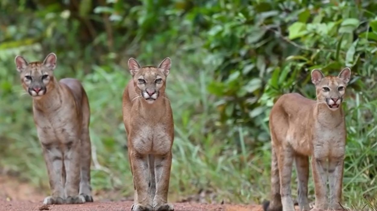 Biólogo fica frente a frente com três onças-pardas no extremo norte do Amazonas