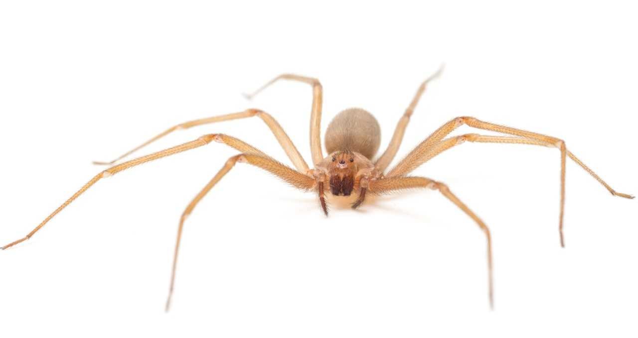 Picada de aranha-marrom provoca necrose no seio e jovem vai parar no hospital em SC
