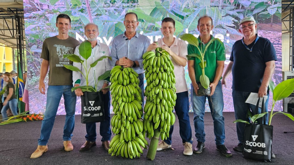 Bananeiras da espécia Ambrosia dão frutos mais doces e produzem cachos mais pesados no Espírito Santo. — Foto: Divulgação/Incaper