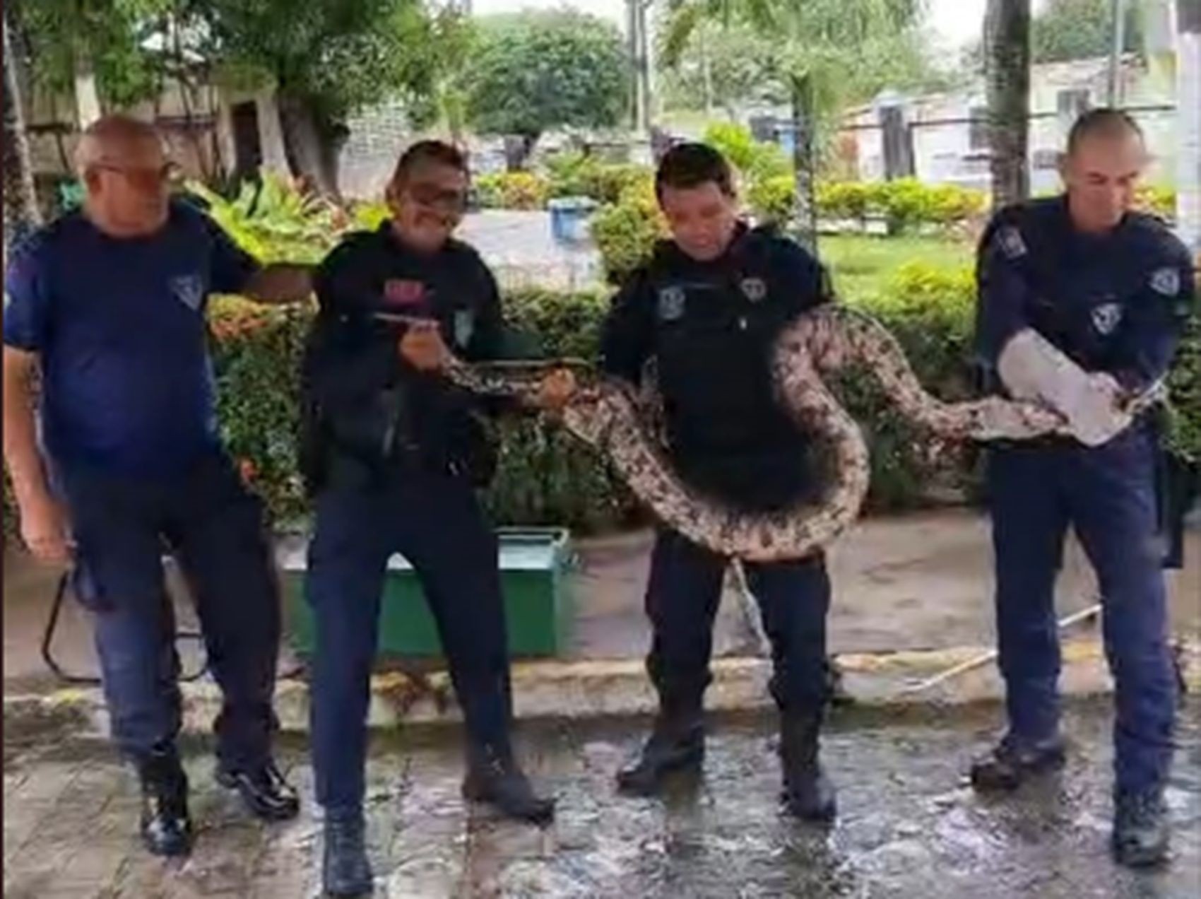 Jiboia com mais de três metros é resgatada em Nossa Senhora do Socorro