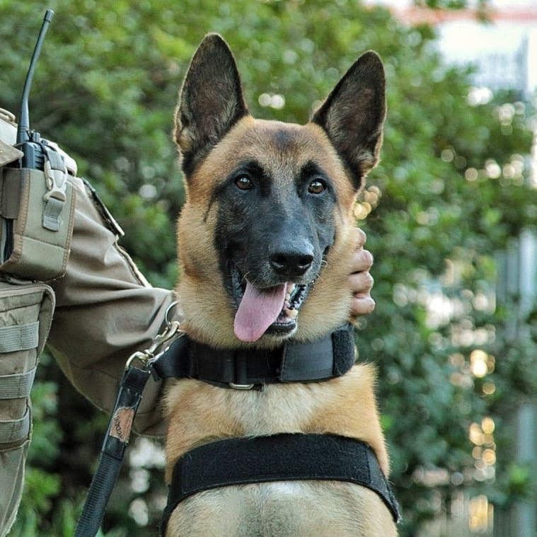 Cão policial se aposenta e recebe cumprimentos de colegas de batalhão; VÍDEO