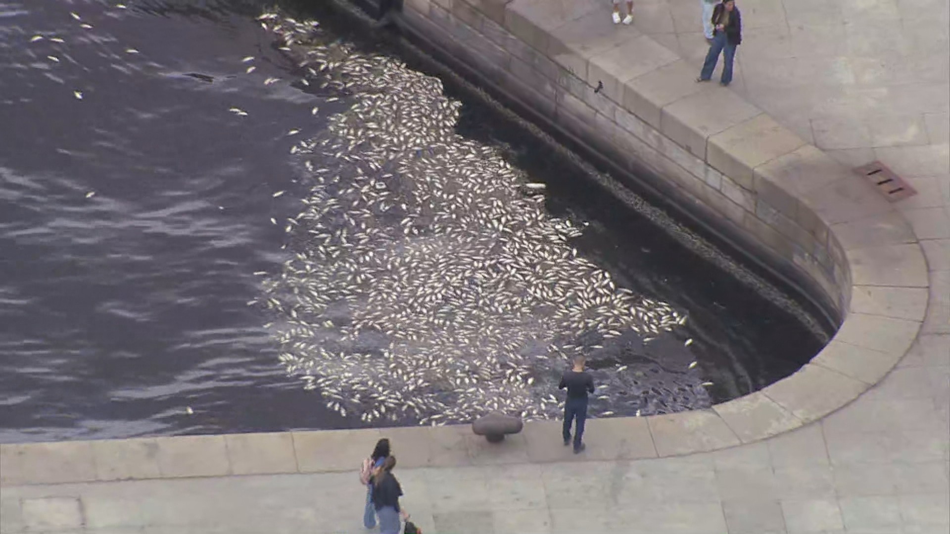 Grande quantidade de peixes mortos aparece na Baía de Guanabara, perto da Praça Mauá